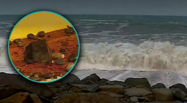Fuertes oleajes anómalos hacen que el mar del Callao arroje piedras y no deje circular a los autos.