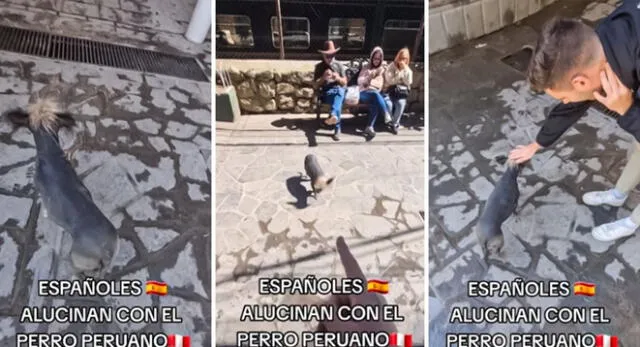 Turistas españoles quedaron impresionados con el perro peruano y es viral en TikTok.