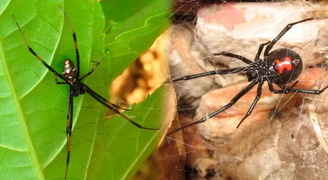 Qué se debe hacer si encuentras una de estas arañas en casa.