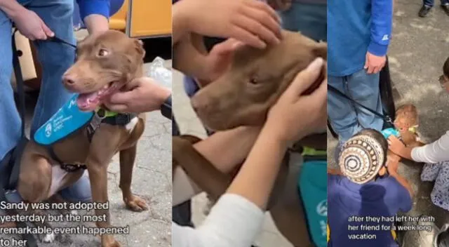 El perro estuvo en un centro de refugio animal de Nueva York.