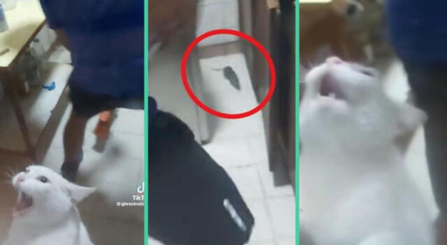 Los gritos del felino fueron viral en TikTok.