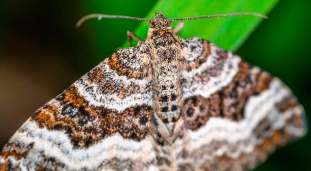 Conoce el significado espiritual de una polilla en casa.