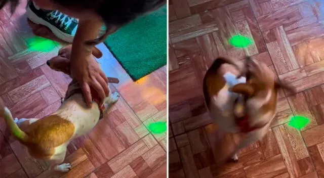 Perro con una peculiar forma de perseguir su cola se vuelve viral en TikTok