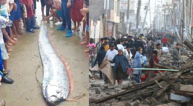 Pez remo mide más de tres metros de largo y fue hallado en orillas de playa.