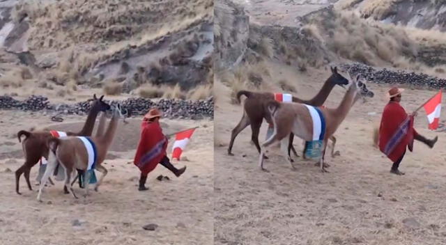 Un usuario se volvió viral al hacer un desfile militar acompañado de dos llamas