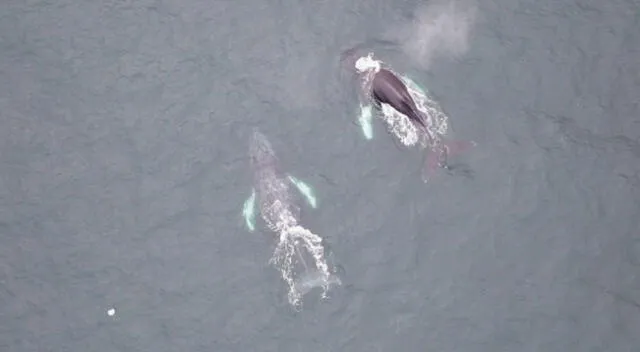 Ballenas avistadas en playas de Huacho.