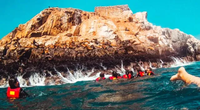 Nadar con Lobos Marinos en las Islas Palomino: Planifica tu Aventura para Fiestas Patrias 2023.