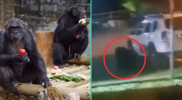 Los chimpancés huyeron de un zoológico de Colombia.