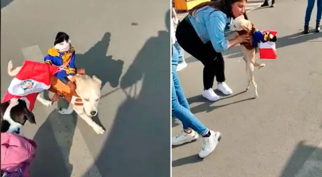 Un perrito sorprende en las redes sociales con disfraz por Fiestas Patrias.