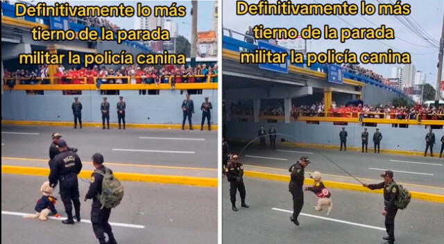 Un Poddle Policía se robó las miradas al demostrar su destreza al saltar la soga.