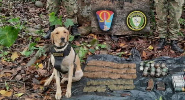 El perro antiexplosivos había llegado a esa región del país, con el fin de ayudar a las Fuerzas Militares.