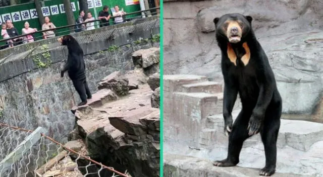 El zoológico de China ha desmentida que el oso sea una persona disfrazada.