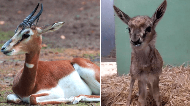 Una gacela nació en un zoo de París, luego de ser declarado extinto de forma natural.