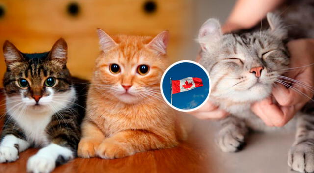 ¿Te gustan los gatos? Canadá ofrece más de mil dólares a la semana por cuidarlos