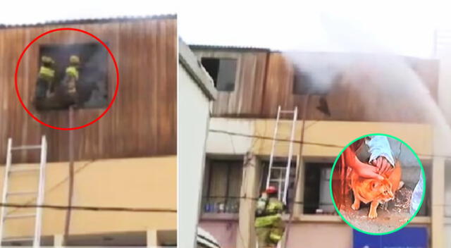 Bomberos rescatan a gatito dentro de vivienda.