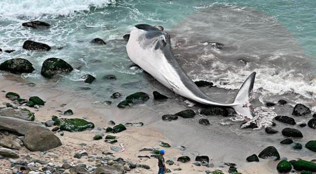 Una ballena sin vida quedó varada en la playa Señoritas.