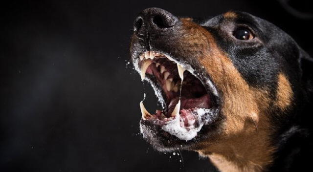 Rabia canina aumenta en la región de Arequipa.