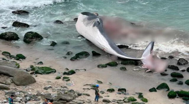 Fiscalía investiga el hallazgo de una ballena varada en una playa de Punta Hermosa