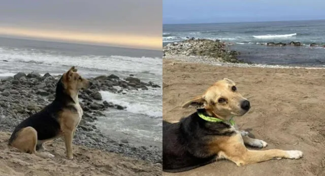 Vaguito, el perro que espera a su dueño frente al mar de Punta Negra todos los días