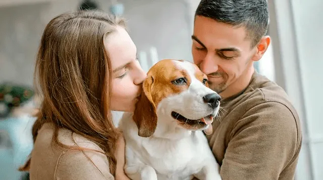 Significado de soñar con tu mascota muerta.