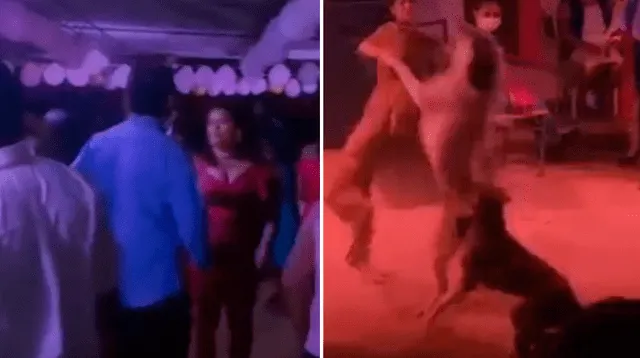 Perros se vuelven virales tras pelear en el centro de la pista de baile en una fiesta.