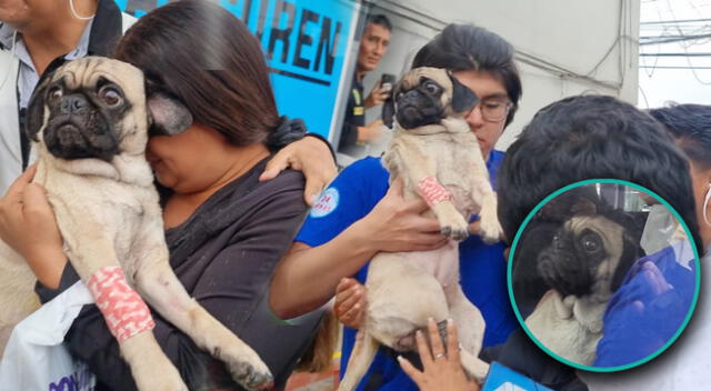 Dachi fue cambiada de veterinaria repentinamente.