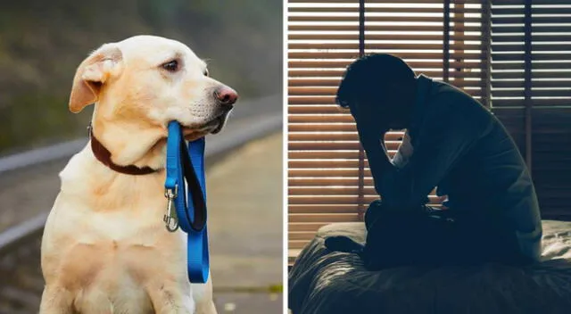 Conoce el verdadero significado de soñar que pierdes a tu mascota.