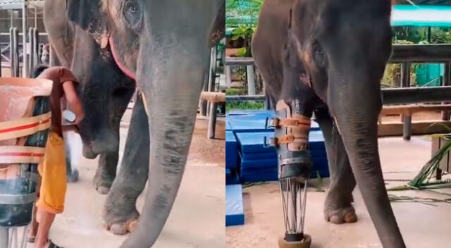 Elefante usa prótesis para continuar con su vida.