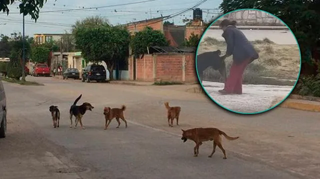 Perro acaba con la vida de otro can en las calles de Pasco.