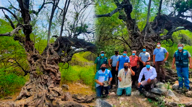 Descubre el árbol milenario ubicado en Motupe - Lambayeque.