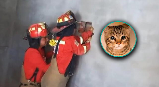 Bomberos ayudan a pequeño gato que quedó atrapado entre dos muros de una vivienda en Arequipa.