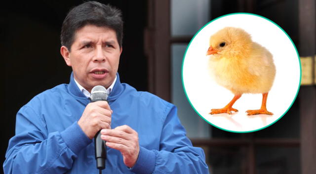 La historia del pollo que contó Pedro Castillo ahora se puede escuchar en inglés.