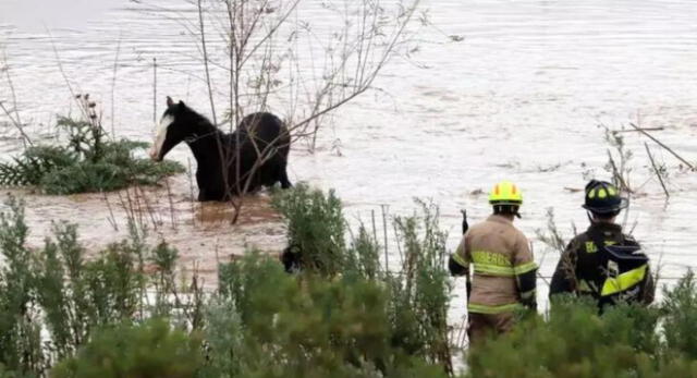 Madre de familia muere al intentar cruzar un río a caballo junto a su hijo para dejarlo en el colegio.