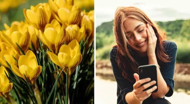 Regalar flores amarillas se ha vuelto una tradición para recibir la temporada de la primavera en Perú y otros países.