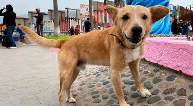 Estados Unidos deporta a ‘Oso’, el perrito que cruzó la frontera desde Tijuana por el 'sueño americano'