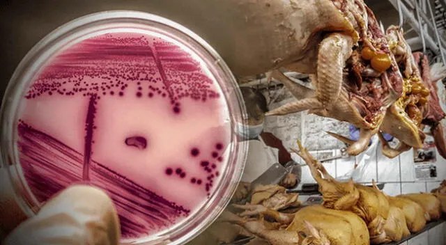 Estas bacterias pudieron resistir a varios antibióticos por lo que genera preocupación entre los científicos.