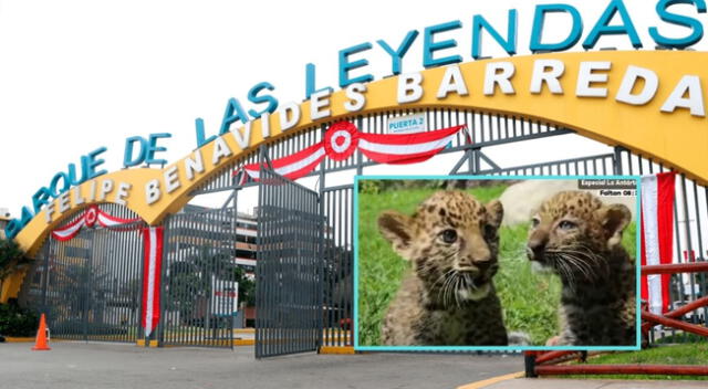 Estos nuevos bebés se han convertido en los engreídos del Parque de las Leyendas.