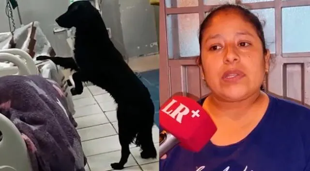 Dueña de Firulais señaló que perro se encuentra triste.