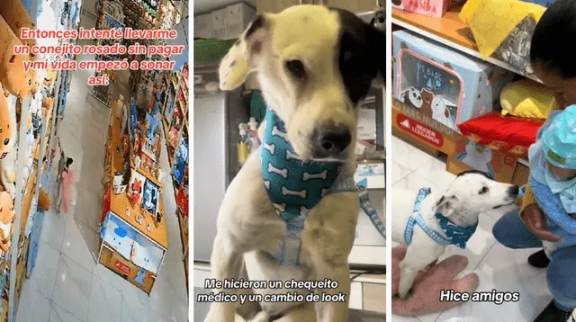 Perrito callejero 'roba' conejo de peluche de una tienda, pero sucede lo impensado