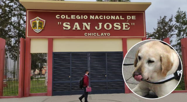 Perro policía ayudó a encontrar clorhidrato de cocaína en estudiante de colegio.