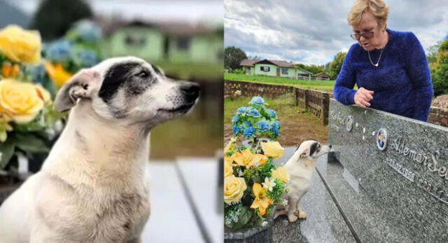 Perrito de 15 años va todos los días al cementerio para visitar a su dueño y es viral en TikTok.