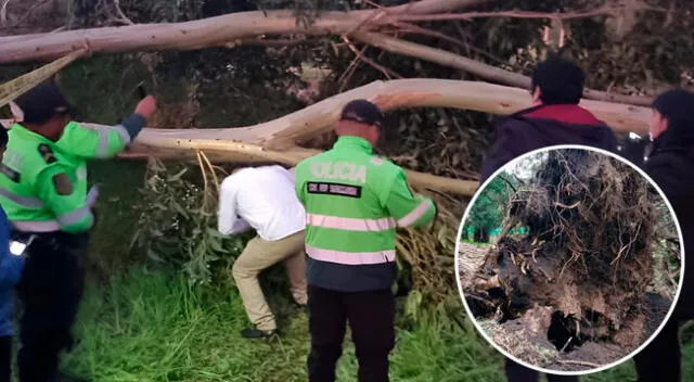 Huancayo. La menor habría tenido problemas para ver y oír, por lo que no escuchó la caída del árbol, estima la PNP.