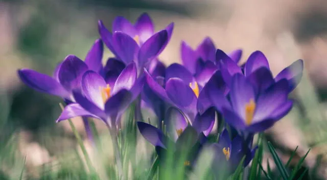 Conoce el significado de soñar con flores.