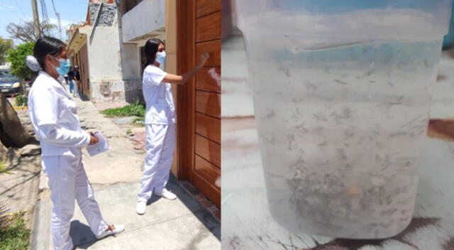 Personal de salud visitó casas de Chiclayo y halló criaderos del zancudo que aloja al dengue.