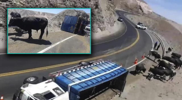 Camión repleto de vacas sufrió accidente en la Panamericana Norte, exactamente en Arequipa.