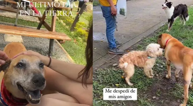 Historia de un perrito junto a su familia es una de las más buscadas en TikTok.