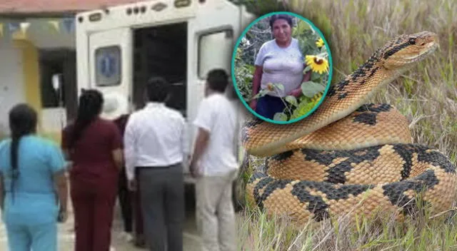 Mujer fallece tras ser atacada por una serpiente en su Chacra de la provincia de sandia, en Puno.