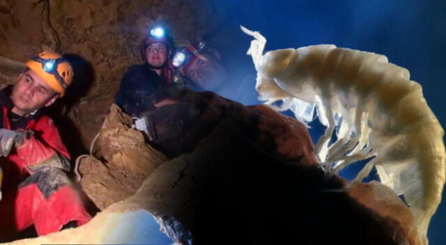 Extrañas especies se han descubierto tras destapar una cueva luego de 5 millones de años.