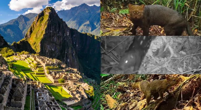 Descubre los animales que aparecieron en Machu Picchu.