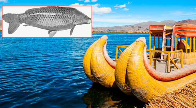 Pez carpa africano fue hallado por pescadores en el Lago Titicaca, en Puno.